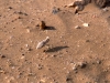 08bug