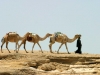 camels