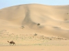 img049_camel_eq