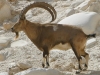 israel_ibex-213