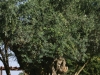 jerusalem_tree-028