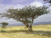 jf-tree